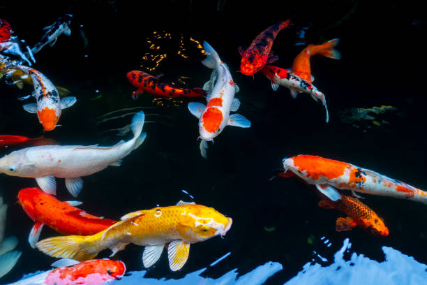 istock Fancy Carp swimming in water 1702322117