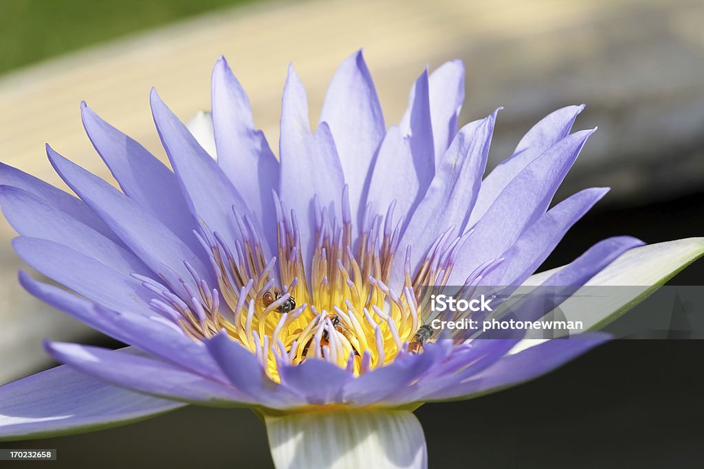 Purple lotus. - Lizenzfrei Blume Stock-Foto