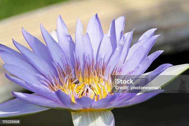 Loto Viola - Fotografie stock e altre immagini di Acqua - Acqua, Fiore, Viola - Colore