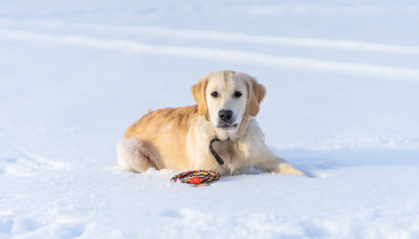 istock Lovely dog lying on snow 1702330301