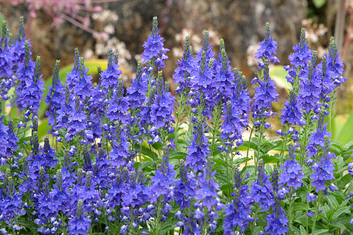 Blue Veronica austriaca, also known as Austrian Speedwell in flower.