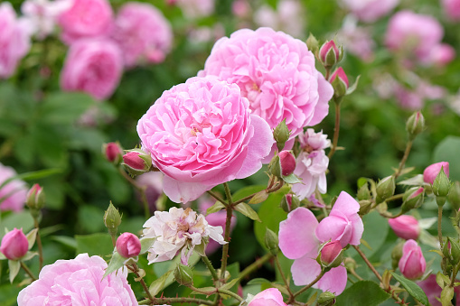 Pale pink English shrub rose, Rosa Harlow Carr in flower.