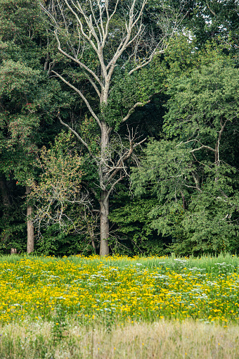 Yellow wildflowers in this meadow in Freneau Woods Park in Matawan New Jersey.