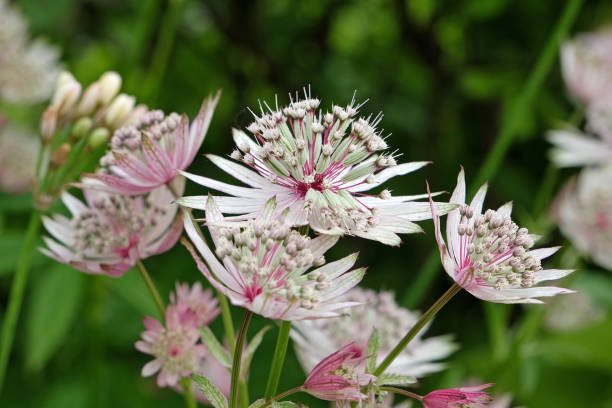 istock White and pink Astrantia masterwort 'buckland' in flower. 1702340318