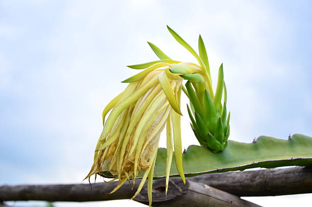 Flower of dragon fruit before develop to fully maturity