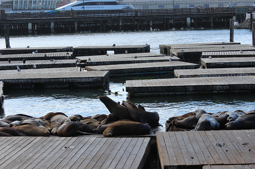 Sea seals lie on Pier 39 in San Francisco in sunny weather, USA. High quality photo