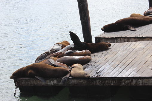 This is a horizontal, color photograph of sea lions reclining on a barrier island off the coast of Vancouver Island, Canada on a summer day.