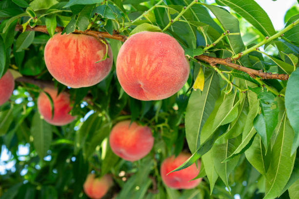 istock Fresh and delicious peaches in the orchard. 1702350784