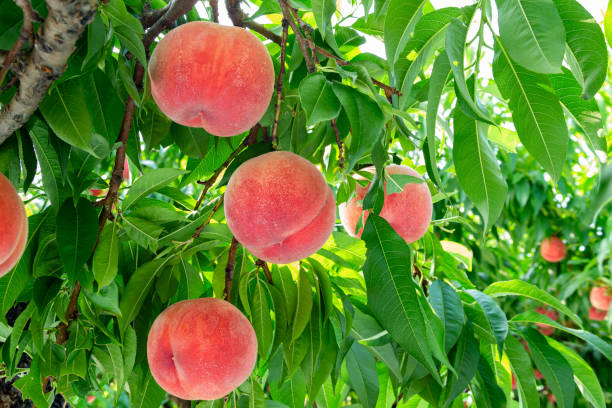 istock Fresh and delicious peaches in the orchard. 1702351338