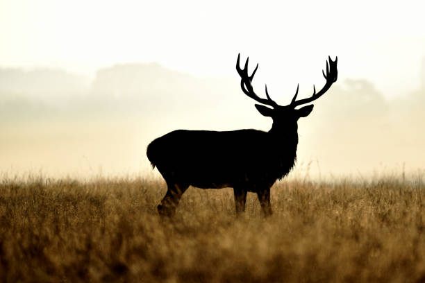 istock Red Deer Stag Rut Richmond Park London UK 1702356237