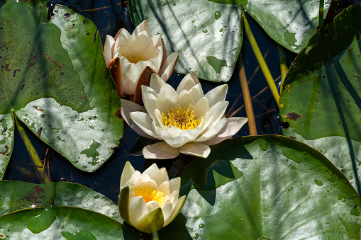 Detailed close up of white waterlilies in sunlight, growing among green leaves in a lake