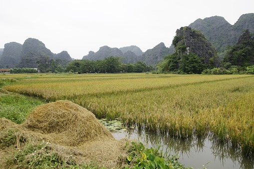 farmers and rural people in the rice fields of vietnam