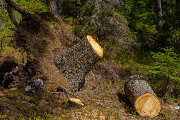 istock Root and trunk of a fallen fir tree 1702359712