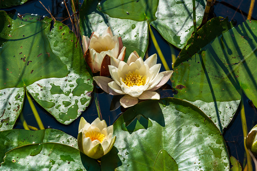 Detailed close up of white waterlilies in sunlight, growing among green leaves in a lake