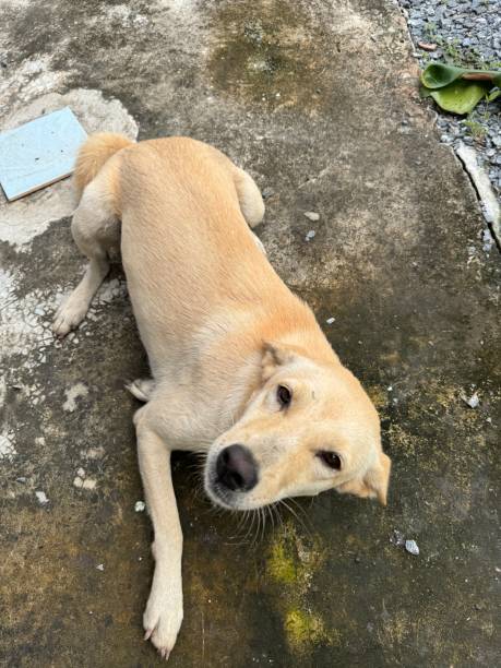 istock dog on the floor 1702361172