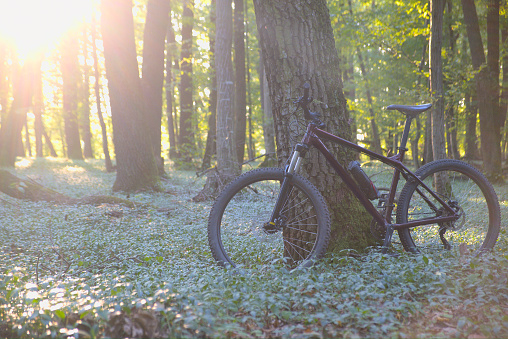 Hard tail bike leaned against the tree with the Sun shining through the branches in the background