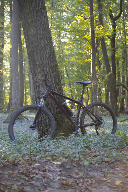 istock Mountainbike in the forest 1702367951