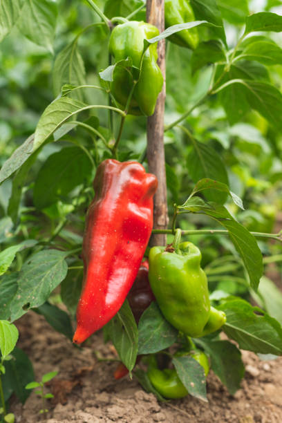 istock Homegrown peppers in garden. 1702377892