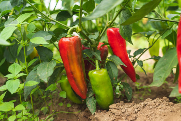 istock Homegrown peppers in garden. 1702385519