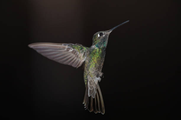 istock Rivoli's Hummingbird hovers against dark background 1702396912