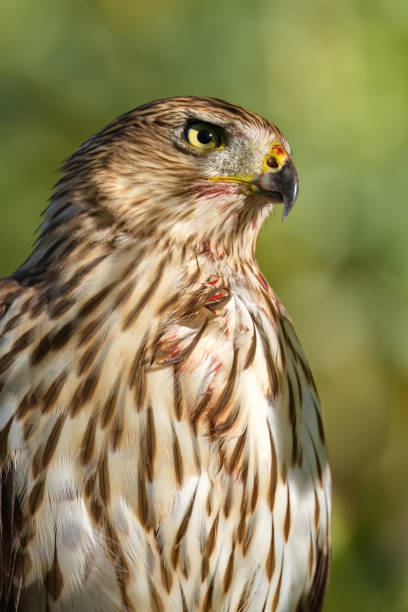 istock Side view, close up, sunlit Cooper's Hawk portrait 1702396916