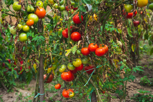 istock Homegrown tomatoes in garden. 1702397886