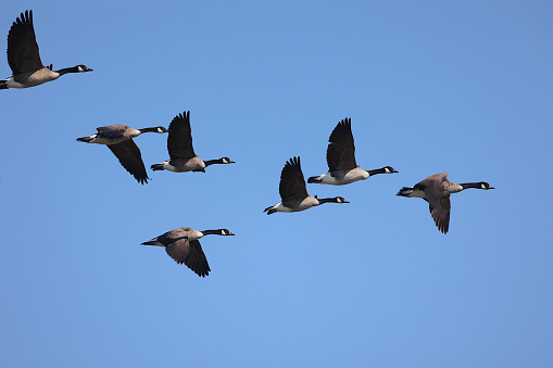 Canada Geese are very common large geese in North America.  They migrate North in the spring and migrate south in the fall.  They often fly in groups by following a leader to minimize air resistance.\n\nThis photo was taken in Plaisance, Quebec while this group was migrating south in September.