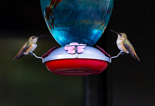 Two, alert Rufous Hummingbirds perched at bird feeder with sugar nectar water on Mount Lemmon, Sky Island in Coronado National Forest of Tucson, Arizona, United States