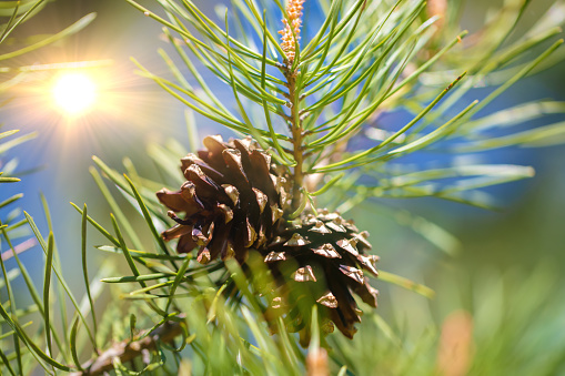 Spring fir cones close-up on a green background.
