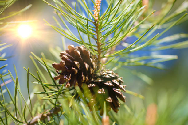 весенние еловые шишки крупным планом на зеленом фоне. - pine tree nature macro needle стоковые фото и изображения