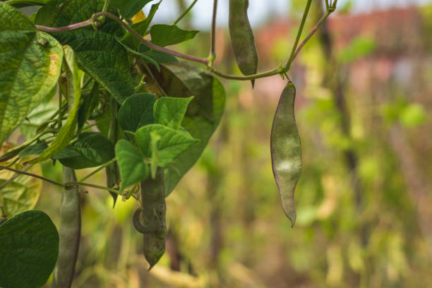 istock Homegrown beans in garden. 1702406409