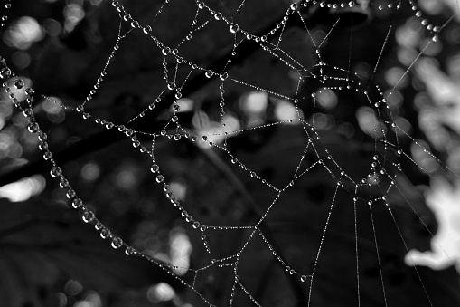 Spider web with dew drops in the morning, black and white.