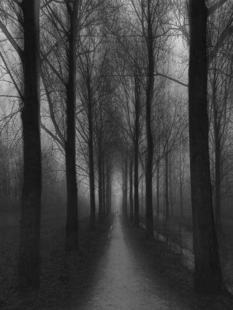 istock Path in a dark foggy forest. Black and white image 1702408135