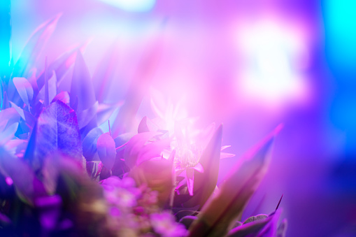 Flowers in rosfucus against the backdrop of bright iridescent stage lights.