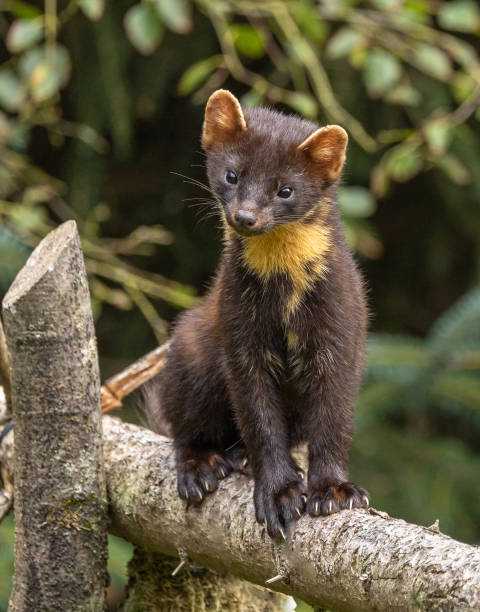 istock European Pine Marten 1702416522