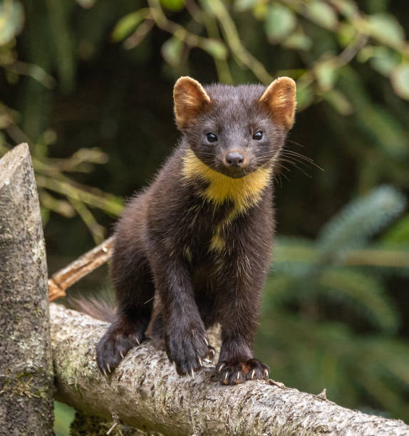 istock European Pine Marten 1702417025