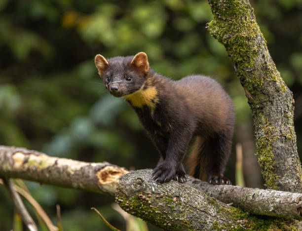istock European Pine Marten 1702417061