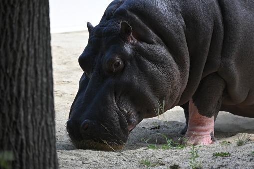 Hippopotamus near a tree