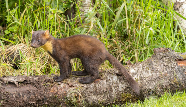 istock European Pine Marten 1702419926