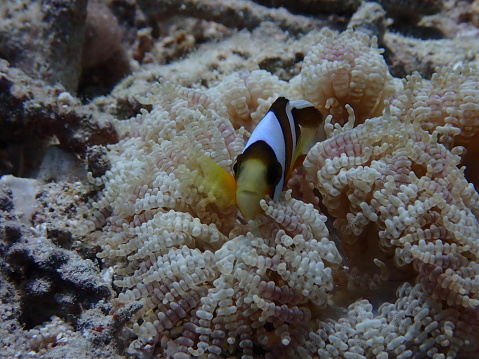 Anemonefish and sea anemones on the seabed of Ishigaki Island