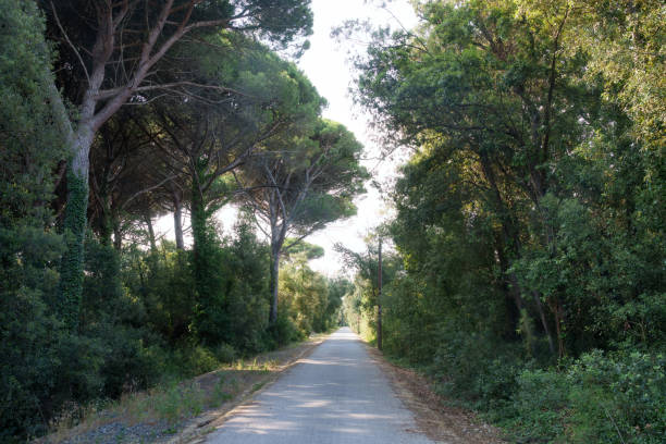 cycleway in the arno park near marina di pisa, tuscany - marina di pisa imagens e fotografias de stock