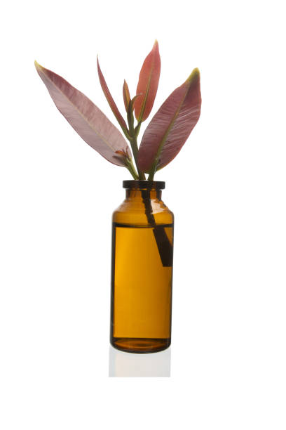 istock Some leaves with branches on a small bottle are isoated on a white background. 1702426132