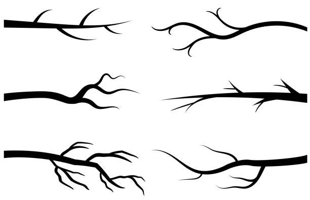 illustrations, cliparts, dessins animés et icônes de silhouettes de branche arbre à nu, noir branches sans feuilles - tree silhouette branch bare tree