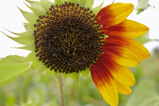 Sunflower, brown seeds, yellow, red green, close up,