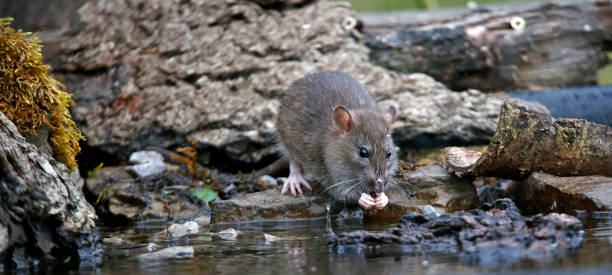 istock Brown rats on the farm 1702432930