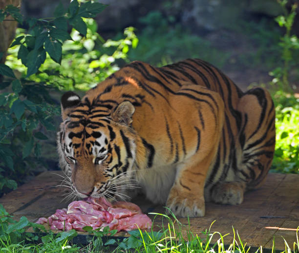 istock Siberian tiger (P. t. altaica), also known as Amur tiger, eats meat 1702434615