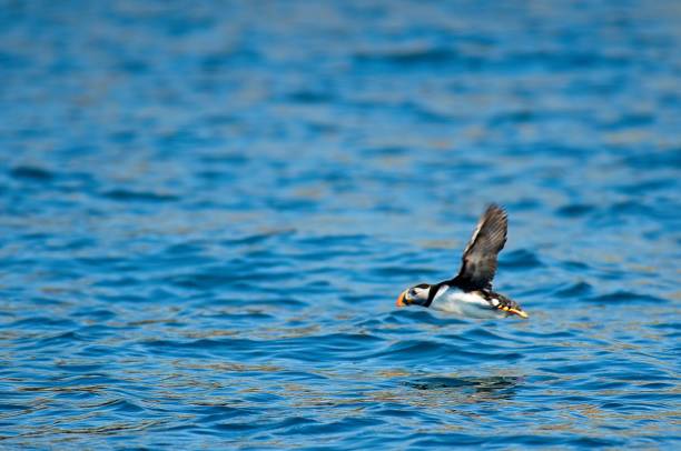 istock Puffin Hunting for Food 1702434651