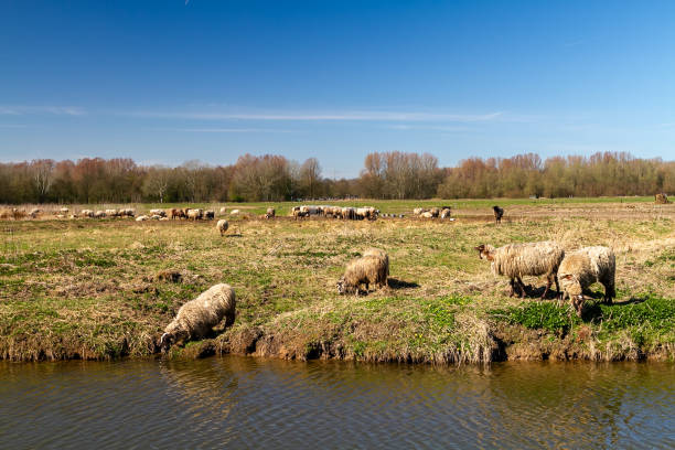 istock Afternoon by the waterside in the Biesbosch 1702448873