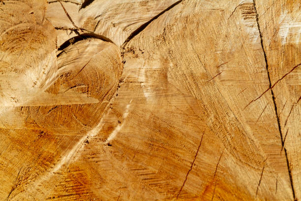 Background of a sawn off branch stock photo