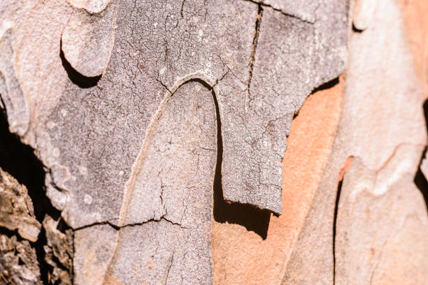 istock Macro of bark of a tree 1702451099